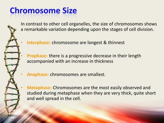 Chromosome Size
In contrast to other cell organelles, the size of chromosomes shows
a remarkable variation depending upon the stages of cell division.

• Interphase: chromosome are longest & thinnest
• Prophase: there is a progressive decrease in their length
accompanied with an increase in thickness
• Anaphase: chromosomes are smallest.
• Metaphase: Chromosomes are the most easily observed and
studied during metaphase when they are very thick, quite short
and well spread in the cell.

 
