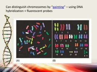 Can distinguish chromosomes by “painting” – using DNA
hybridization + fluorescent probes

 