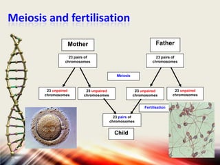Meiosis and fertilisation
Mother

Father

23 pairs of
chromosomes

23 pairs of
chromosomes

Meiosis

23 unpaired
chromosomes

23 unpaired
chromosomes

23 unpaired
chromosomes
Fertilisation
23 pairs of
chromosomes

Child

23 unpaired
chromosomes

 