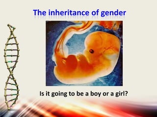 The inheritance of gender

Is it going to be a boy or a girl?

 