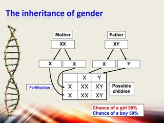 The inheritance of gender
Mother

Father

XX

XY

X

X

X

X
Fertilisation

Y

X

XX

XY

X

XX

XY

Y

Possible
children

Chance of a girl 50%
Chance of a boy 50%

 