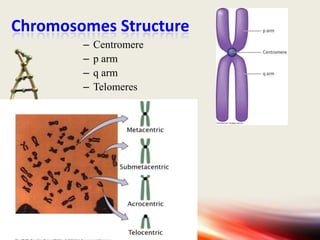 Chromosomes Structure
–
–
–
–

Centromere
p arm
q arm
Telomeres

 