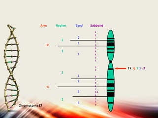 Arm

Region

2

p
1

1

Band

2
1
1

1

q
3

Chromosome 17

3
2
1
2
1
5
4
3
2
1
1
2

2

2

Subband

4

3
1
2
3
1
2, 3
4
1
2
3

17 q 1 1 . 2

 