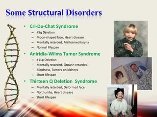 Some Structural Disorders
• Cri-Du-Chat Syndrome
–
–
–
–

#5q Deletion
Moon-shaped face, Heart disease
Mentally retarded, Malformed larynx
Normal lifespan

• Aniridia-Wilms Tumor Syndrome
–
–
–
–

#11p Deletion
Mentally retarded, Growth retarded
Blindness, Tumors on kidneys
Short lifespan

• Thirteen Q Deletion Syndrome
– Mentally retarded, Deformed face
– No thumbs, Heart disease
– Short lifespan

 