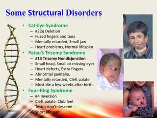 Some Structural Disorders
• Cat-Eye Syndrome
–
–
–
–

#22q Deletion
Fused fingers and toes
Mentally retarded, Small jaw
Heart problems, Normal lifespan

• Patau’s Trisomy Syndrome
–
–
–
–
–
–

#13 Trisomy Nondisjunction
Small head, Small or missing eyes
Heart defects, Extra fingers
Abnormal genitalia,
Mentally retarded, Cleft palate
Most die a few weeks after birth

• Four-Ring Syndrome
–
–
–
–

#4 Inversion
Cleft palate, Club feet
Testes don’t descend
Short lifespan

 