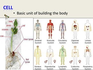 CELL
• Basic unit of building the body

 