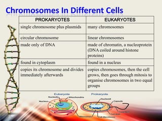 Chromosomes In Different Cells
PROKARYOTES

EUKARYOTES

single chromosome plus plasmids

many chromosomes

circular chromosome

linear chromosomes

made only of DNA

made of chromatin, a nucleoprotein
(DNA coiled around histone
proteins)

found in cytoplasm

found in a nucleus

copies its chromosome and divides copies chromosomes, then the cell
immediately afterwards
grows, then goes through mitosis to
organise chromosomes in two equal
groups

 