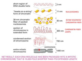 NUCLEOSOMES

30 NM SOLENOID/
CHROMATIN FIBER
CHROMATIN FIBER
LOOPS

 