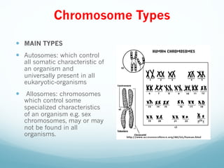 Chromosomes 1.02.23 pm | PDF