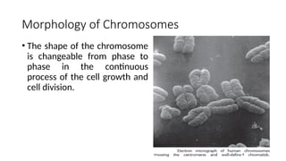 Morphology of Chromosomes
• The shape of the chromosome
is changeable from phase to
phase in the continuous
process of the cell growth and
cell division.
11
 