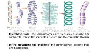 • Interphase stage- the chromosomes are thin, coiled, elastic and
contractile, thread like stainable structure and the chromatin threads.
• In the metaphase and anaphase- the chromosomes become thick
and filamentous.
12
 