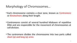 13
Morphology of Chromosomes…
• Each chromosome contains a clear zone, known as Centromere
or Kinetochore along their length.
• Centromeres consist of several hundred kilobases of repetitive
DNA and are responsible for the movement of chromosomes at
cell division.
• The centromere divides the chromosome into two parts called
short (p) and long (q) arms
 