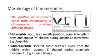 • Metacentric: occupies a middle position, equal in length of
arms and appear ‘V’ shaped during anaphasic movement.
E.g. Amphibia
• Submetacentric: located some distance away from the
middle region, appear ‘L’ shaped during anaphasic
movement . E.g. Human beings. 14
• The position of centromere
varies from chromosome to
chromosome providing
different shapes.
Morphology of Chromosomes…
 