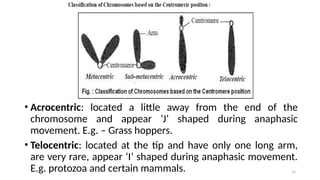15
• Acrocentric: located a little away from the end of the
chromosome and appear ‘J’ shaped during anaphasic
movement. E.g. – Grass hoppers.
• Telocentric: located at the tip and have only one long arm,
are very rare, appear ‘I’ shaped during anaphasic movement.
E.g. protozoa and certain mammals.
 