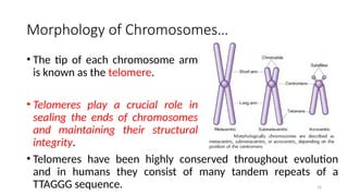 • The tip of each chromosome arm
is known as the telomere.
• Telomeres play a crucial role in
sealing the ends of chromosomes
and maintaining their structural
integrity.
16
Morphology of Chromosomes…
• Telomeres have been highly conserved throughout evolution
and in humans they consist of many tandem repeats of a
TTAGGG sequence.
 
