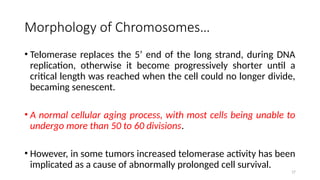 17
• Telomerase replaces the 5’ end of the long strand, during DNA
replication, otherwise it become progressively shorter until a
critical length was reached when the cell could no longer divide,
becaming senescent.
• A normal cellular aging process, with most cells being unable to
undergo more than 50 to 60 divisions.
• However, in some tumors increased telomerase activity has been
implicated as a cause of abnormally prolonged cell survival.
Morphology of Chromosomes…
 