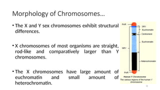 Morphology of Chromosomes…
• The X and Y sex chromosomes exhibit structural
differences.
• X chromosomes of most organisms are straight,
rod-like and comparatively larger than Y
chromosomes.
• The X chromosomes have large amount of
euchromatin and small amount of
heterochromatin. 18
 