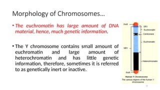 19
Morphology of Chromosomes…
• The euchromatin has large amount of DNA
material, hence, much genetic information.
• The Y chromosome contains small amount of
euchromatin and large amount of
heterochromatin and has little genetic
information, therefore, sometimes it is referred
to as genetically inert or inactive.
 