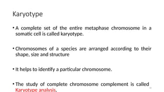20
Karyotype
• A complete set of the entire metaphase chromosome in a
somatic cell is called karyotype.
• Chromosomes of a species are arranged according to their
shape, size and structure
• It helps to identify a particular chromosome.
• The study of complete chromosome complement is called
Karyotype analysis.
 