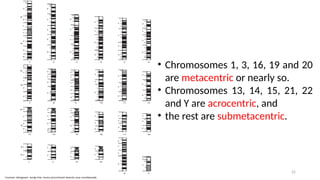 22
• Chromosomes 1, 3, 16, 19 and 20
are metacentric or nearly so.
• Chromosomes 13, 14, 15, 21, 22
and Y are acrocentric, and
• the rest are submetacentric.
 