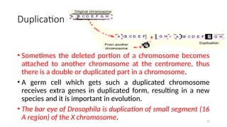 Duplication
• Sometimes the deleted portion of a chromosome becomes
attached to another chromosome at the centromere, thus
there is a double or duplicated part in a chromosome.
• A germ cell which gets such a duplicated chromosome
receives extra genes in duplicated form, resulting in a new
species and it is important in evolution.
• The bar eye of Drosophila is duplication of small segment (16
A region) of the X chromosome. 35
 