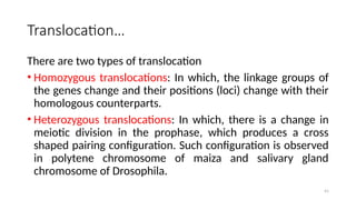 41
Translocation…
There are two types of translocation
• Homozygous translocations: In which, the linkage groups of
the genes change and their positions (loci) change with their
homologous counterparts.
• Heterozygous translocations: In which, there is a change in
meiotic division in the prophase, which produces a cross
shaped pairing configuration. Such configuration is observed
in polytene chromosome of maiza and salivary gland
chromosome of Drosophila.
 