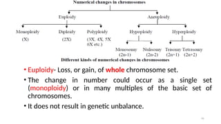 45
• Euploidy- Loss, or gain, of whole chromosome set.
• The change in number could occur as a single set
(monoploidy) or in many multiples of the basic set of
chromosomes.
• It does not result in genetic unbalance.
 