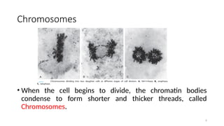 Chromosomes
• When the cell begins to divide, the chromatin bodies
condense to form shorter and thicker threads, called
Chromosomes.
6
 