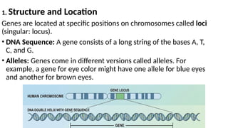 Locus In Biology Comprehensive Overview of Chromosomes, DNA Structure, and Genetic ...