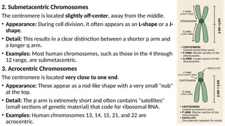 Comprehensive Overview of Chromosomes, DNA Structure, and Genetic ...
