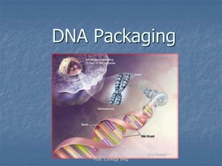 DNA Packaging 
HSE Zoology blog 
 
