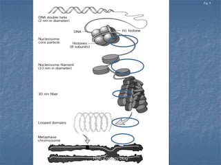 Chromosomes and dna packaging | PPSX