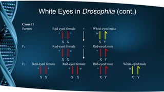 White Eyes in Drosophila (cont.)
Cross II
Parents Red-eyed female × White-eyed male
+ + w
X X X Y
F1 Red-eyed female × Red-eyed male
+ w +
X X X Y
F2 Red-eyed female Red-eyed female Red-eyed male White-eyed male
+ + + w + w
X X X X X Y X Y
 