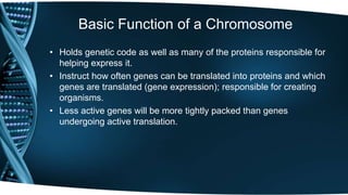 Basic Function of a Chromosome
• Holds genetic code as well as many of the proteins responsible for
helping express it.
• Instruct how often genes can be translated into proteins and which
genes are translated (gene expression); responsible for creating
organisms.
• Less active genes will be more tightly packed than genes
undergoing active translation.
 