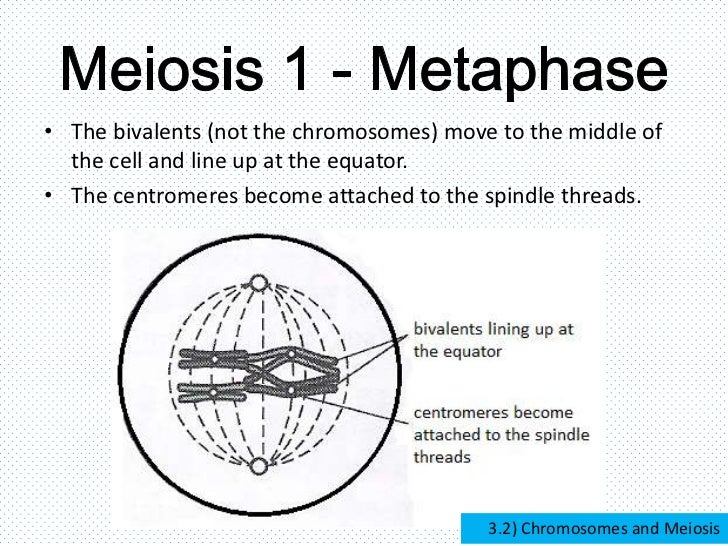 Chromosomes and meiosis