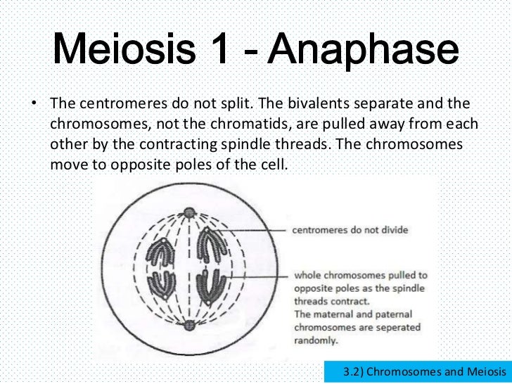 Chromosomes and meiosis