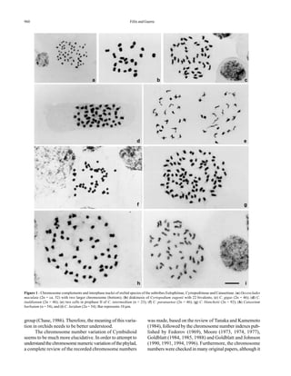 960 Félix and Guerra
Figure 1 - Chromosome complements and interphase nuclei of orchid species of the subtribes Eulophiinae, Cyrtopodiineae and Catasetinae. (a) Oeceoclades
maculata (2n = ca. 52) with two larger chromosome (bottom); (b) diakinesis of Cyrtopodium eugenii with 22 bivalents; (c) C. gigas (2n = 46); (d) C.
inaldianum (2n = 46); (e) two cells in prophase II of C. intermedium (n = 23); (f) C. paranaense (2n = 46); (g) C. blanchetii (2n = 92); (h) Catasetum
barbatum (n = 54), and (i) C. luridum (2n = 54). Bar represents 10 µm.
group (Chase, 1986). Therefore, the meaning of this varia-
tion in orchids needs to be better understood.
The chromosome number variation of Cymbidioid
seems to be much more elucidative. In order to attempt to
understandthechromosomenumericvariationofthephylad,
a complete review of the recorded chromosome numbers
was made, based on the review of Tanaka and Kamemoto
(1984), followed by the chromosome number indexes pub-
lished by Fedorov (1969), Moore (1973, 1974, 1977),
Goldblatt (1984, 1985, 1988) and Goldblatt and Johnson
(1990, 1991, 1994, 1996). Furthermore, the chromosome
numbers were checked in many original papers, although it
a b c
d e
f g
h i
 