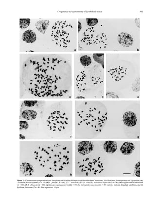 961Cytogenetics and cytotaxonomy of Cymbidioid orchids
Figure 2 - Chromosome complements and interphase nuclei of orchid species of the subtribes Catasetinae, Maxillariinae, Stanhopeinae and Lycastinae. (a)
Catasetum macrocarpum (2n = 54); (b) C. purum (2n = 54); (c) C. discolor (2n = ca. 108); (d) Maxillaria rufescens (2n = 40); (e) Trigonidium acuminatum
(2n = 40); (f) T. obtusum (2n = 40); (g) Gongora quinquenervis (2n = 40); (h) Coryanthes speciosa (2n = 40) (arrows indicate detached satellites), and (i)
Xylobium foveatum (2n = 40). Bar represents 10 µm.
a b
c d e
f g
h i
 