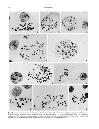 962 Félix and Guerra
Figure 3 - Chromosome complements and interphase nuclei of orchid species of the subtribes Maxillariinae, Zygopetalinae, Lycastinae and Oncidiinae: (a)
Maxillaria discolor (2n = 42); (b) Dichaea panamensis (2n = 52); (c) Dipteranthus duchii (2n = ca. 56); (d) Dipteranthus sp. (2n = 56); (e) Bifrenaria
magnicalcarata (2n = 80); (f) Koelensteinia tricolor (2n = ca. 96); (g) Psygmorchis pusilla (2n = 12); (h) Trichocentrum cornucopiae (2n = 20); (i) Oncidium
pumillum (2n = 30) (arrows indicate secondary constriction), and (j) O. cebolleta (2n = 36). Bar represents 10 µm.
a b c
d e
f g
h i j
 