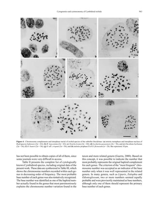 963Cytogenetics and cytotaxonomy of Cymbidioid orchids
Figure 4 - Chromosome complements and interphase nuclei of orchid species of the subtribe Oncidiinae: (a) mitotic metaphase and interphase nucleus of
Rodriguezia bahiensis (2n = 42); (b) R. lanceolata (2n = 42); (c) Notylia lyrata (2n = 44); (d) Lockartia goyazensis (2n = 56), and (e) Oncidium barbatum
(2n = 56); (f) O. baueri (2n = 56); (g) O. aff. crispum (2n = 56), and (h) meiotic prophase II of O. flexuosum (n = 28). Bar represents 10 µm.
has not been possible to obtain copies of all of them, since
some journals were very difficult to access.
Table II presents the complete list of cytologically
known Cymbidioid species, including original data of the
present work. These data are synthesized in Table III, which
shows the chromosome numbers recorded within each ge-
nus in decreasing order of frequency. The most probable
base number of each genus was also tentatively recognized.
The base number was identified as one of the haploid num-
ber actually found in the genus that most parsimoniously
explains the chromosome number variation found in the
taxon and more related genera (Guerra, 2000). Based on
this concept, it was possible to indicate the number that
most probably represents the original haploid complement
for each genus. The criterion of the “most frequent” chro-
mosome number was accepted as an indicator of the base
number only when it was well represented in the related
genera. In many genera, such as Liparis, Eulophia and
Odontoglossum, two or more numbers seemed equally
probable and were provisorily maintained as base numbers,
although only one of them should represent the primary
base number of each genus.
a b c
d e f
g h
 