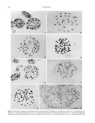 964 Félix and Guerra
Figure 5 - Chromosome complements and interphase nuclei of Brazilian species of Oncidiinae: (a) Oncidium gravesianum (2n = 56); (b) diplotene of O.
loefgrenii (n = 28II
); (c) Oncidium paranaense (2n = 56); (d) Brassia lawrenciana (2n = 60); (e) Miltonia flavescens (2n = 60). Observe eight larger
chromosomes; (f) diakinesis of Oncidium varicosum (n = 56II
); (g) O. blanchetii (2n = ca. 112), and (h) O. aff. flexuosum (2n = ca. 168). Bar represents 10 µm.
a b
c d
e f
g h
 