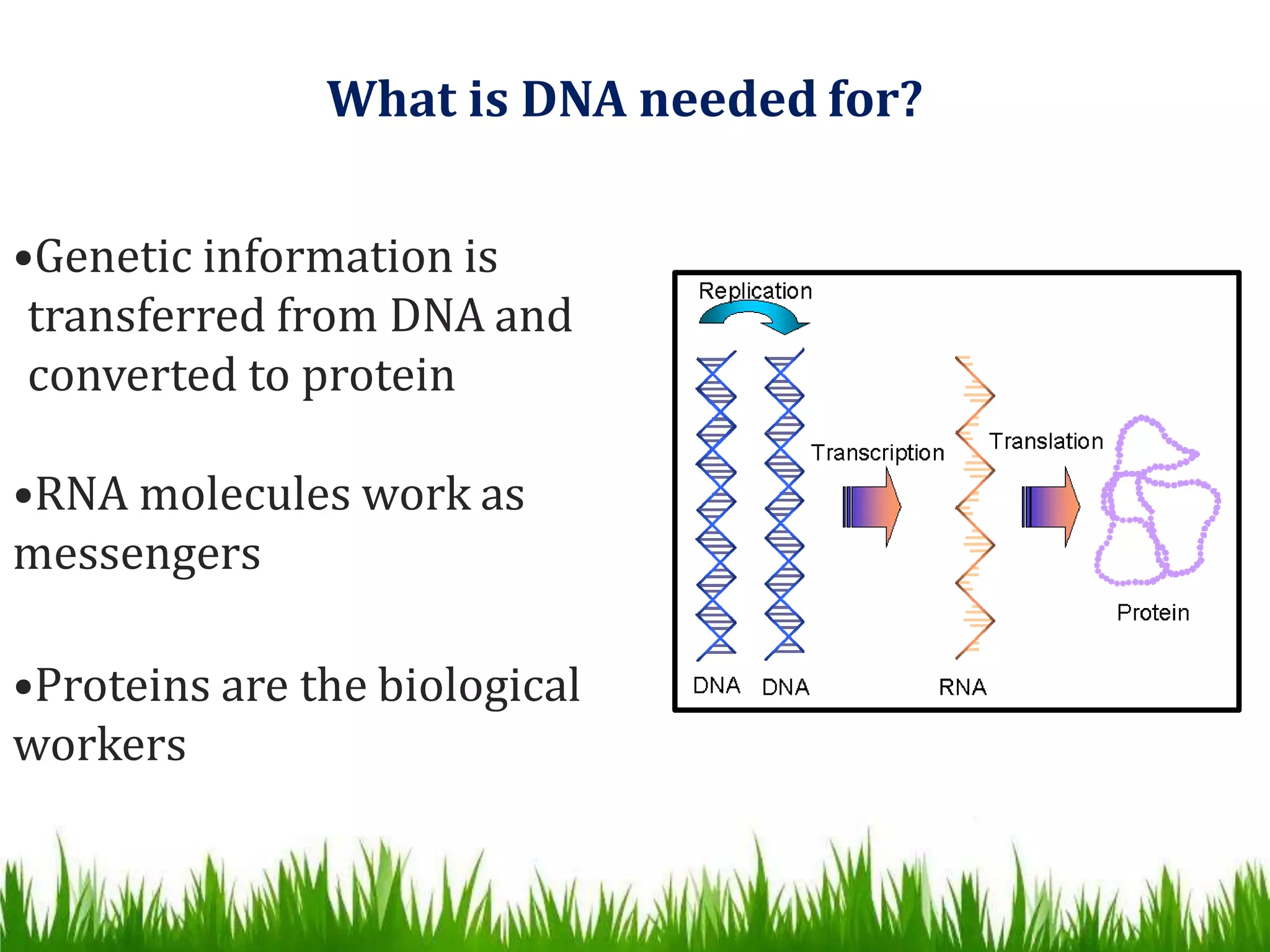DNA, CHROMOSOMES & GENES | PPTX