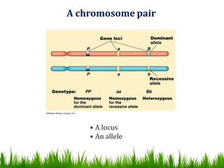 Locus In Biology DNA, CHROMOSOMES & GENES | PPTX