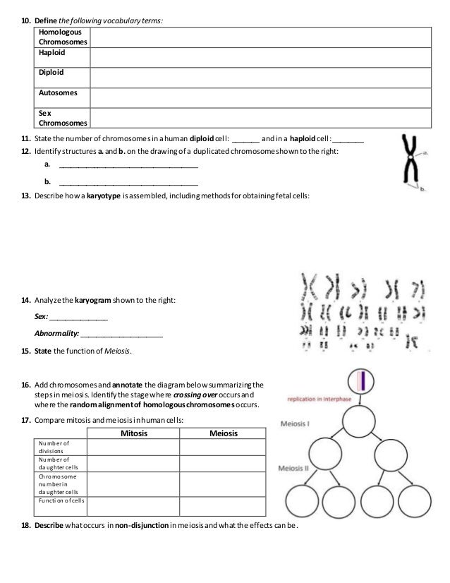 Worksheets Number Of Chromosomes Worksheet chromosomes worksheet delibertad of delibertad