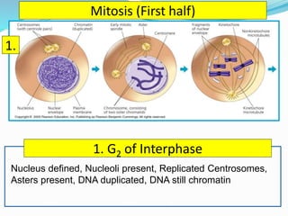 Chromosomes morphology and mitosis | PPTX