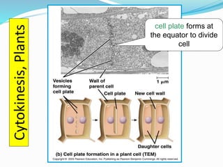 Chromosomes morphology and mitosis | PPTX