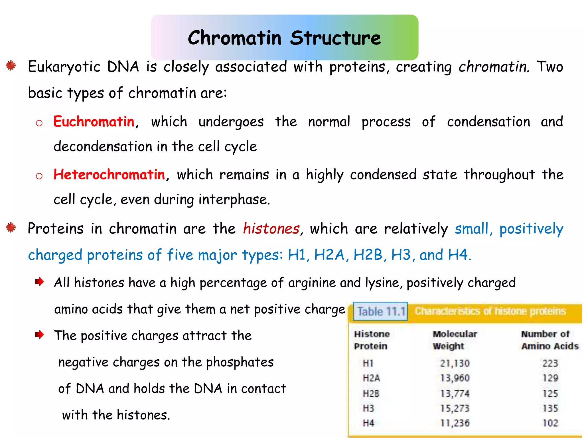 Chromosomes structure and function dr kamelsh shah psshda kadi ppt