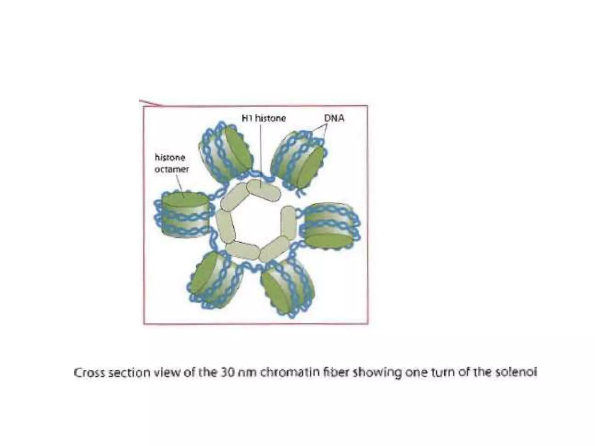 Chromosomes structure and function dr kamelsh shah psshda kadi ppt