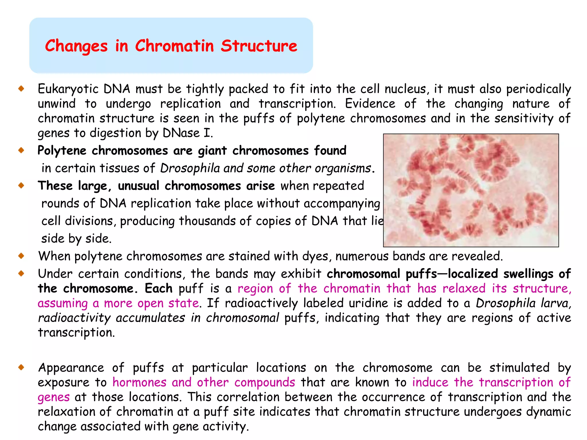 Chromosomes structure and function dr kamelsh shah psshda kadi ppt