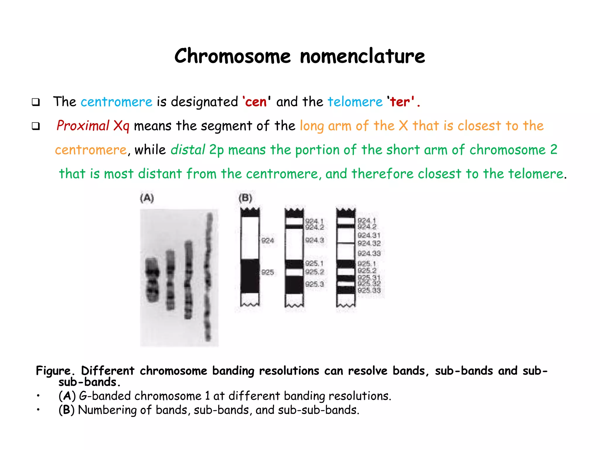 Chromosomes structure and function dr kamelsh shah psshda kadi ppt